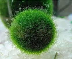 Japanischer Marimo Moss Kugeln X2f X2f Aquatische Von Newdreamworld Marimo Moss Ball Marimo Marimo Moss