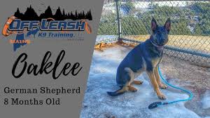 Welcome to seelenvoll german shepherds i n new england. Oaklee 8 Month Old German Shepherd January 2019 Off Leash K9 Training Of Maine Youtube