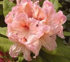 R Satsop Sunrise With Images Azaleas