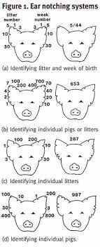 Pig Notch Chart Related Keywords Suggestions Pig Notch