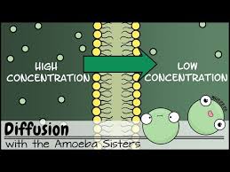 The worksheet is an assortment of 4 intriguing pursuits that will enhance your kid's knowledge and abilities. Amoeba Sisters Diffusion Worksheet Jobs Ecityworks