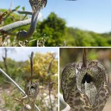 Image result for Bothriocline quercifolia