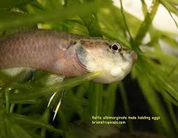 Store Unavailable Betta Fish Betta Aquarium Fish