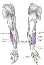 Muscles that participate in muscle diagram. Muscles Of The Arm And Hand Classic Human Anatomy In Motion The Artist S Guide To The Dynamics Of Figure Drawing