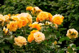 Напиток fentimans rose lemonade, 0,275 л. Floribunda Roses Sunnyside Nursery
