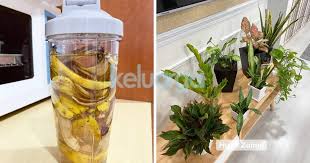 Inilah dimana penggunakan pokok hiasan mengambil peranan yang penting menjadikan ruang dalam rumah nampak lebih 'hidup'. Cara Buat Baja Semula Jadi Untuk Pokok Hiasan Dalam Rumah Dengan Kulit Pisang Semudah Abc Pokok Pun Gembira Keluarga