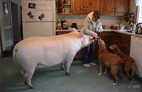 Board games can be a lot of fun with family or friends. From Mini Pigs To Foxes What You Need To Know About Your Next Pet