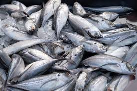 Image result for Cordyla