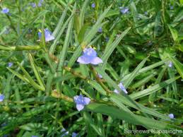 Image result for Cyanotis axillaris