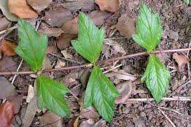 Image result for Sphagneticola trilobata