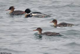 Ce Comptage Des Oiseaux Aquatiques Est Organise Chaque Annee Dans De Nombreuses Zones Humides En France Et Dans Le Reste D Oiseaux Aquatiques Oiseaux Aquatique