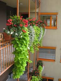 Die Unendliche Weisheit Von Pinterest Topfpflanzen Terrasse Pflanzideen Blumenkasten Balkon