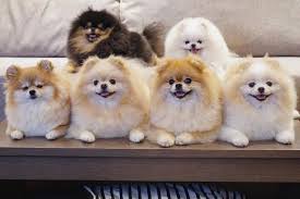 Minhasmoitinhas Boo Boo Awesome Dog Boo Die Meisten Welpen Hunde Boo Hund