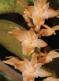 Image result for Diaphananthe vesicata