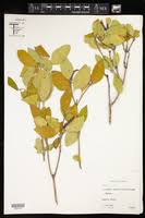 Image result for Eriocaulon teusczii