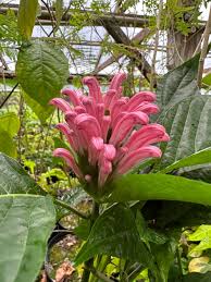 Image result for Justicia carnea