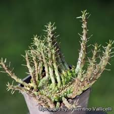 Image result for Euphorbia richardsiae
