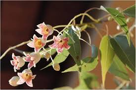 Image result for Brachychiton populneus