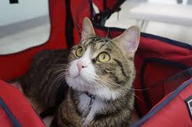 First, you will need to replace the old window screens. The Best Cat Strollers For Taking Your Cat Everywhere