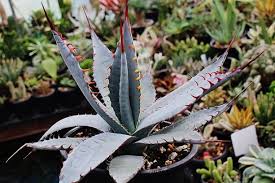 アガベの育て方 種類 増やし方 植え替えは 観葉植物ペディア