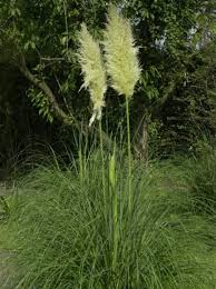 Nbsp Nbsp Cortaderia Selloana Sunningdale Silver Hohes Garten Pampasgras Sunningdale Silver Nbsp Nbsp Botanisch Corta Pampasgras Pflanzen Garten