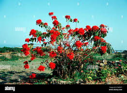 Image result for Euphorbia pulcherrima