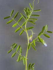 Image result for Indigofera monantha