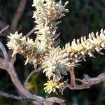 Image result for Eriocephalus racemosus