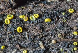 Image result for Chlorosplenium chlora