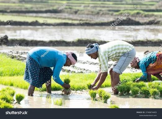 Rural Indian Farmers Working Together Muddy Stock Photo 2740674403 | Shutterstock