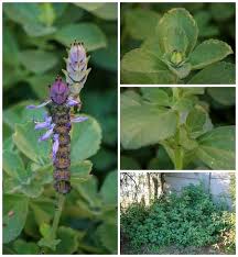 Image result for Pechuel-Loeschea leubnitziae