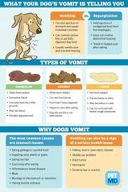 If your dog is bringing up vomit that could be mistaken for poop, this is a red flag. Understanding The Different Types Of Dog Vomit Petmd