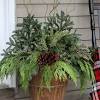 In winter the wardrobe of plants for these miniature gardens can be formal, festive, functional. 1