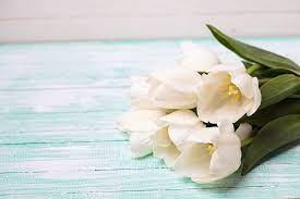 The most looked for flowers of this season are poinsettia, dark red roses, white tulip etc. 12 Types Of White Flowers With Pictures And Growing Guide Trees Com