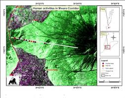 Image result for Vernonia kirungae