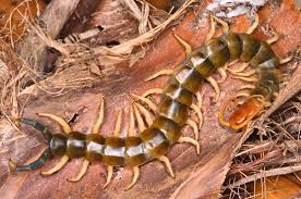 We did not find results for: Giant Redheaded Centipede Scolopendra Heros Bugguide Net