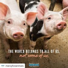 Here With Us Not For Us Vegan Bevegan Bacon Ham Pork Porkchop Sausage Bbq Meat Sausage Cheese Milk B Mercy For Animals Animals Do What Is Right