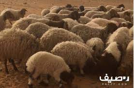 غنم للبيع كلها مقرعه والولاد إن شاء الله حول شهر lt br gt رمضان او 10 lt br gt الغنم حول 26 رغث lt br gt وحول 34 جلد lt b food animals dog food recipes pets