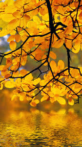 See more ideas about mobile wallpaper, beautiful wallpapers, hd wallpapers for mobile. Yellow Autumn Tree Leaves Over River Beautiful Wallpaper Hd Mobile Desktop Wallpaper