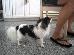 In some cases, the hair is darker at the top shaft while the bottom is lighter in color. Pin On Fur Babies