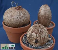 Image result for Turbina holubii