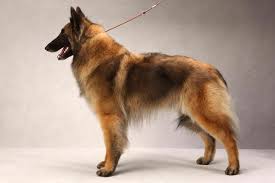 #belgian #belgian tervuren #shepherd #dog #puppy. Belgian Tervuren Facts Pictures Puppies Temperament Breeders Information Animals Adda