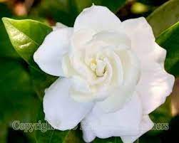 Google Image Result For Http Www Distantsunartwork Com Flowers Glorious White Flower Gardenia Photo 4933 Jpg Flowers Beautiful Flowers Pretty Flowers