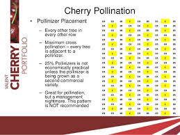 Judicious Bing Cherry Tree Pollination Chart Cherry Tree