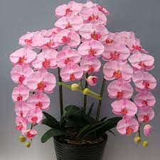 Your garden supplies hq · exclusive products · exclusive items Phalaenopsis Rare Orchids Orchid Seeds Phalaenopsis Orchid