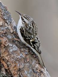 Brown Creeper By Mydigitalmind On Deviantart Bird Photo Parakeet Bird Nature Animals