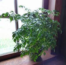 Radermachera sinica china doll plant is fairly new as a house plant. Information On Growing China Doll Houseplants