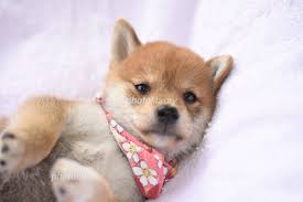 11:11 シバチャンネル 206 338 просмотров. æŸ´çŠ¬ã®å­çŠ¬ å†™çœŸç´ æ 3810827 ãƒ•ã‚©ãƒˆãƒ©ã‚¤ãƒ–ãƒ©ãƒªãƒ¼ Photolibrary