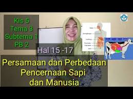 Persamaan Dan Perbedaan Pencernaan Pada Sapi Dan Manusia Kls 5 Tema 3 Subtema 1 Pb 2 Youtube