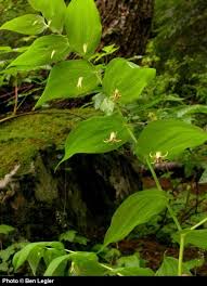 Image result for Jasminum streptopus